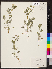 Corydalis micrantha image