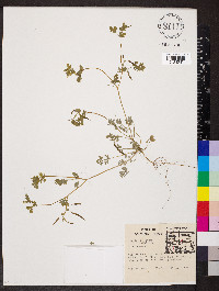 Corydalis flavula image