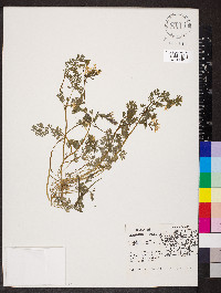 Corydalis flavula image
