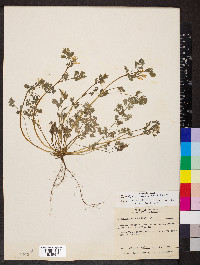 Corydalis flavula image