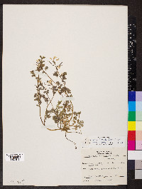 Corydalis flavula image