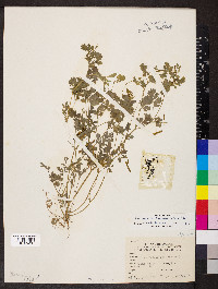 Corydalis flavula image