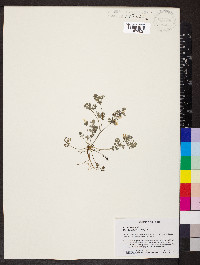 Corydalis flavula image