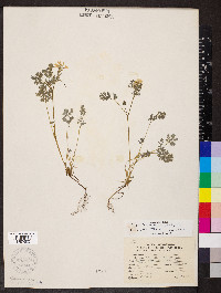 Corydalis flavula image