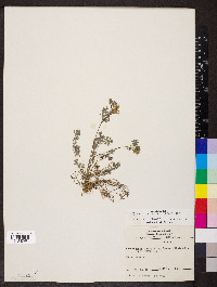 Corydalis flavula image