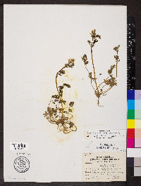 Corydalis flavula image