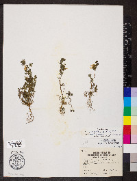 Corydalis flavula image