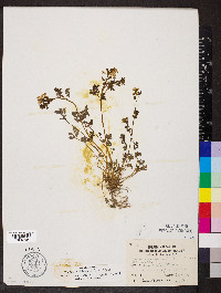 Corydalis flavula image