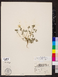Corydalis flavula image