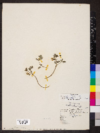 Corydalis flavula image