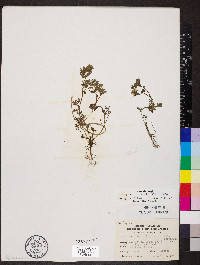 Corydalis flavula image