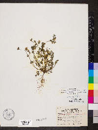 Corydalis flavula image