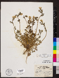 Corydalis flavula image