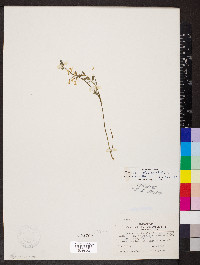 Corydalis flavula image