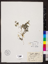 Corydalis flavula image