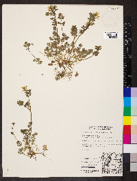 Corydalis flavula image