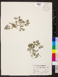 Corydalis flavula image