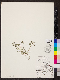 Corydalis flavula image