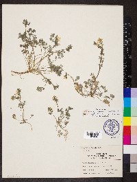 Corydalis flavula image