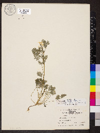 Corydalis flavula image
