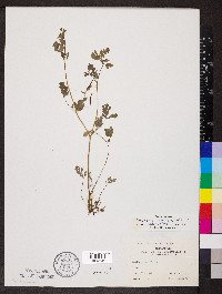 Corydalis flavula image