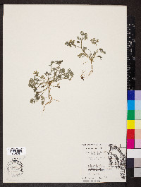 Corydalis flavula image