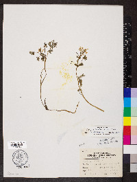 Corydalis flavula image