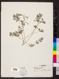 Corydalis aurea image