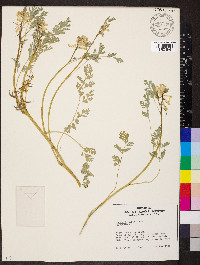 Corydalis aurea image