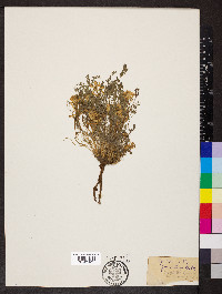 Corydalis aurea image