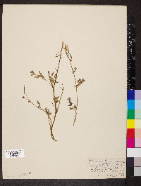 Corydalis aurea image