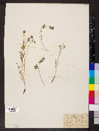 Corydalis aurea image