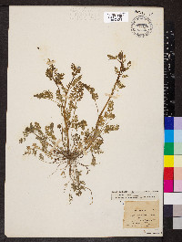 Corydalis crystallina image