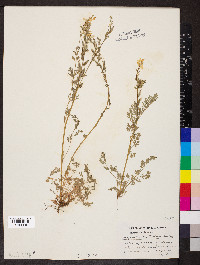 Corydalis crystallina image