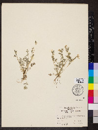 Corydalis flavula image