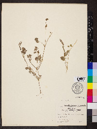 Corydalis micrantha var. australis image