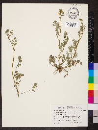 Corydalis micrantha image