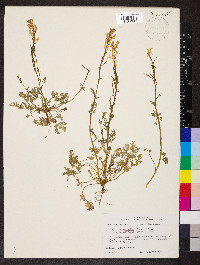 Corydalis micrantha subsp. australis image