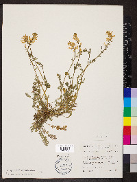 Corydalis micrantha image