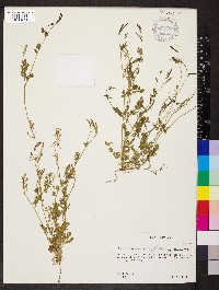 Corydalis micrantha image