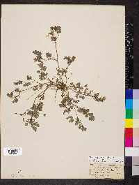 Corydalis flavula image