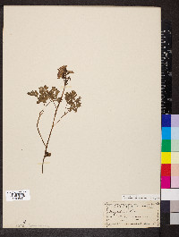 Corydalis solida image