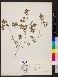 Corydalis solida image