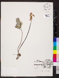 Dicentra canadensis image