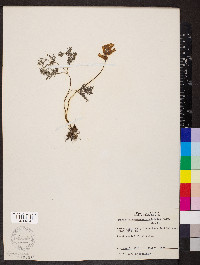 Dicentra canadensis image