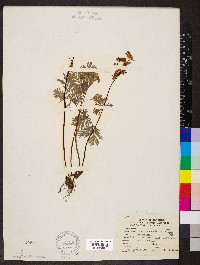 Dicentra canadensis image