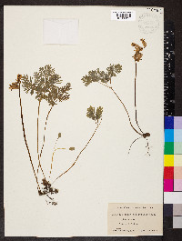 Dicentra canadensis image