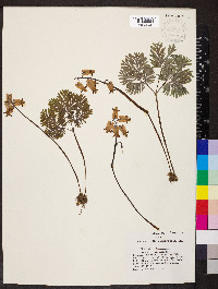 Dicentra canadensis image