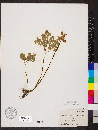 Dicentra canadensis image