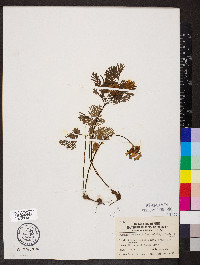 Dicentra canadensis image